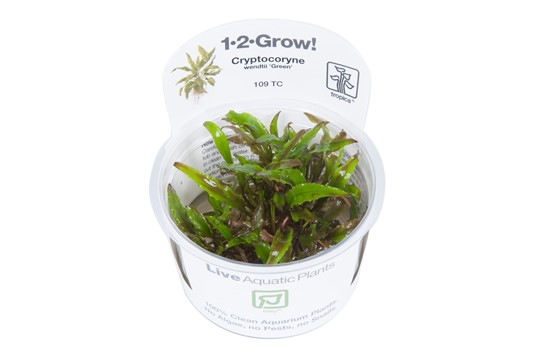 CRYPTOCORYNE WENDTII GREEN