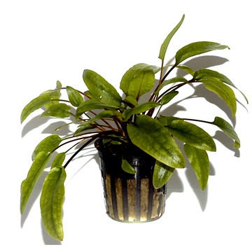 CRYPTOCORYNE WENDTII GREEN TROPICA