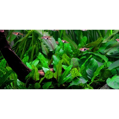CRYPTOCORYNE WENDTII GREEN TROPICA
