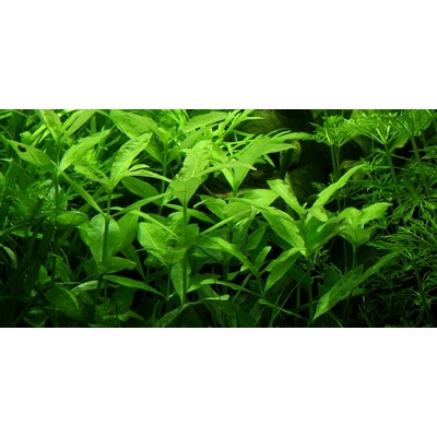 HYGROPHILA POLYSPERMA TROPICA