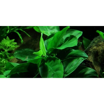 ANUBIAS BARTERI NANA su legno TROPICA