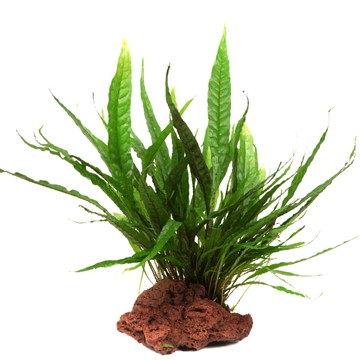 MICROSORUM PTEROPUS su roccia