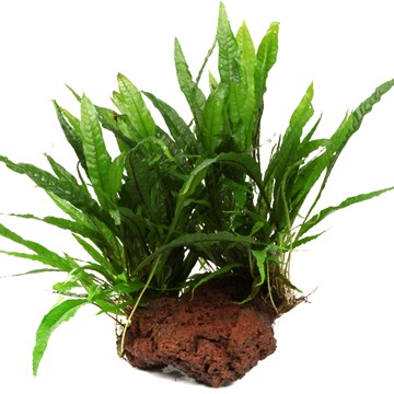 MICROSORUM PTEROPUS XL su roccia