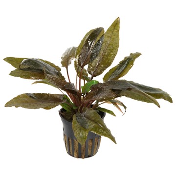 CRYPTOCORYNE WENDTII Tropica TROPICA