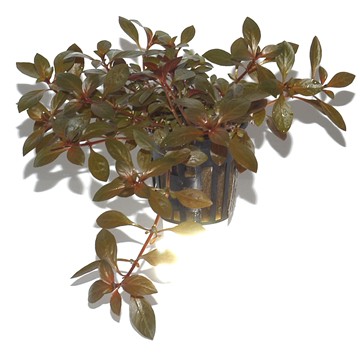 LUDWIGIA REPENS RUBIN TROPICA