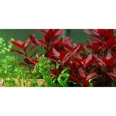 LUDWIGIA REPENS RUBIN TROPICA