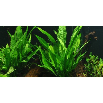 MICROSORUM PTEROPUS TROPICA