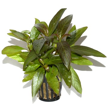 HYGROPHILA CORYMBOSA SIAMENSIS