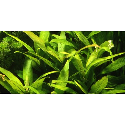 HYGROPHILA CORYMBOSA SIAMENSIS