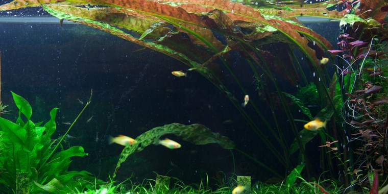 CRYPTOCORYNE USTERIANA TROPICA