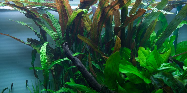 CRYPTOCORYNE USTERIANA TROPICA