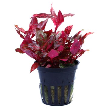 ALTERNANTHERA REINECKII  Rosanervig