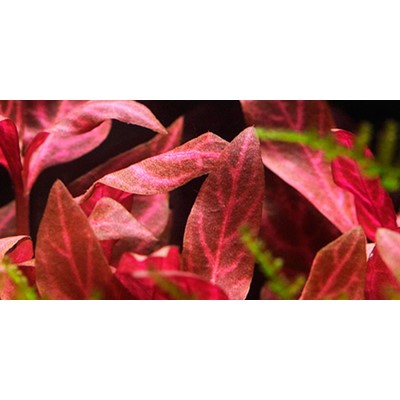 ALTERNANTHERA REINECKII  Rosanervig
