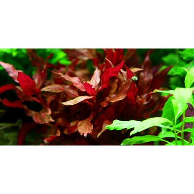 ALTERNANTHERA REINECKII  Rosanervig