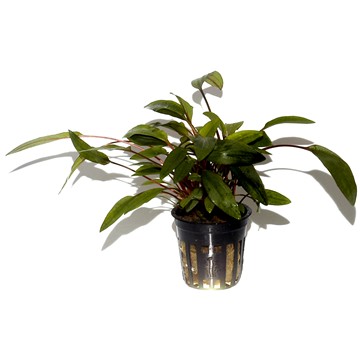 CRYPTOCORYNE UNDULATA BROAD LEAVES TROPICA