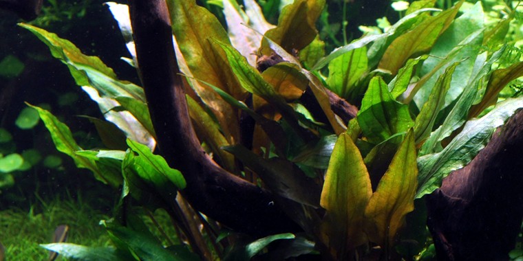 CRYPTOCORYNE UNDULATA BROAD LEAVES TROPICA