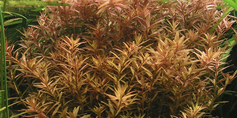 ROTALA ROTUNDIFOLIA TROPICA