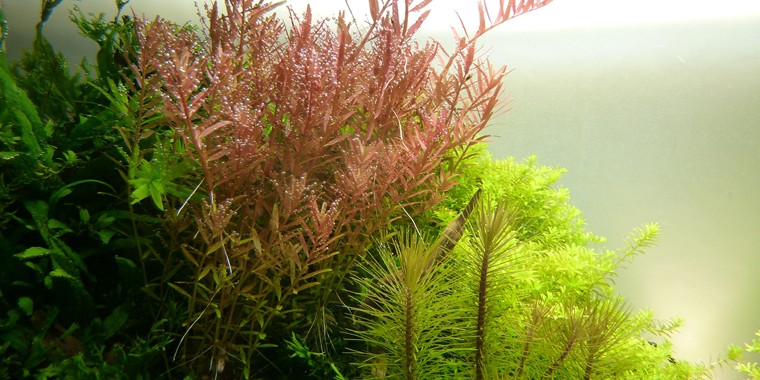 ROTALA ROTUNDIFOLIA TROPICA