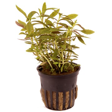 LIMNOPHILA HIPPURIDOIDES TROPICA