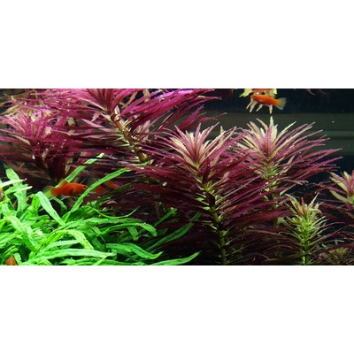 LIMNOPHILA HIPPURIDOIDES TROPICA