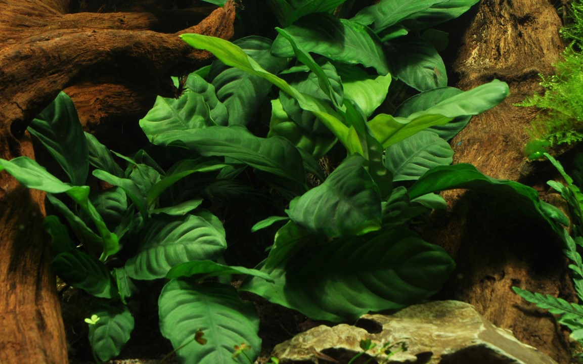 ANUBIAS BARTERI  Coffeifolia TROPICA