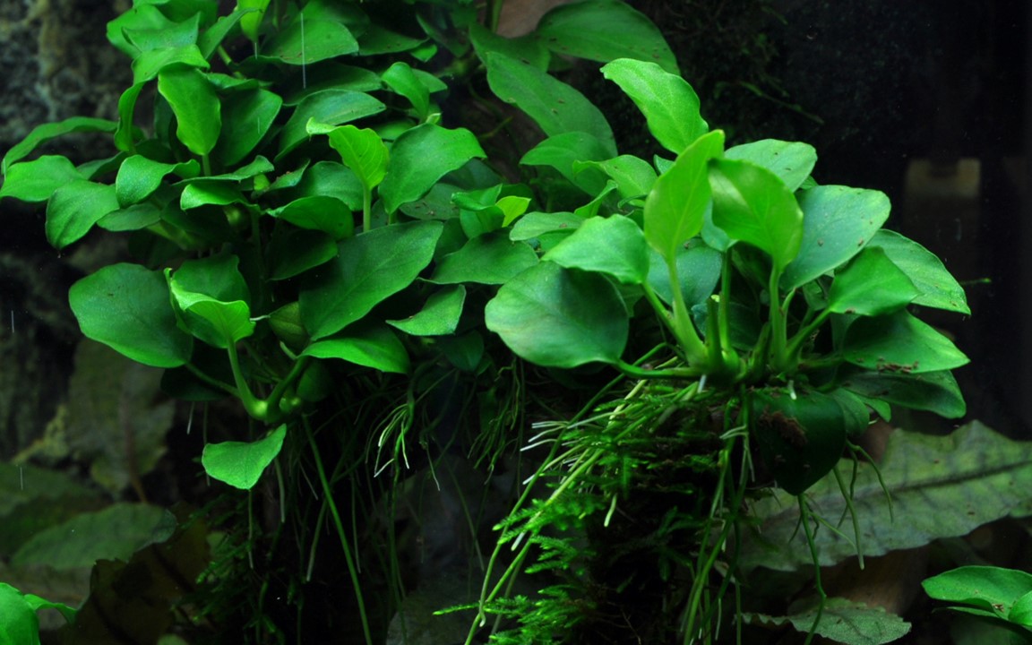 ANUBIAS BARTERI Petite