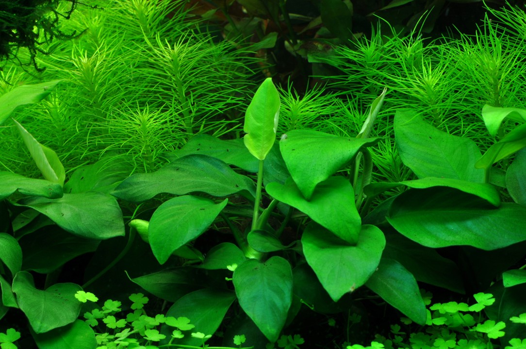 ANUBIAS BARTERI Dwarf Large
