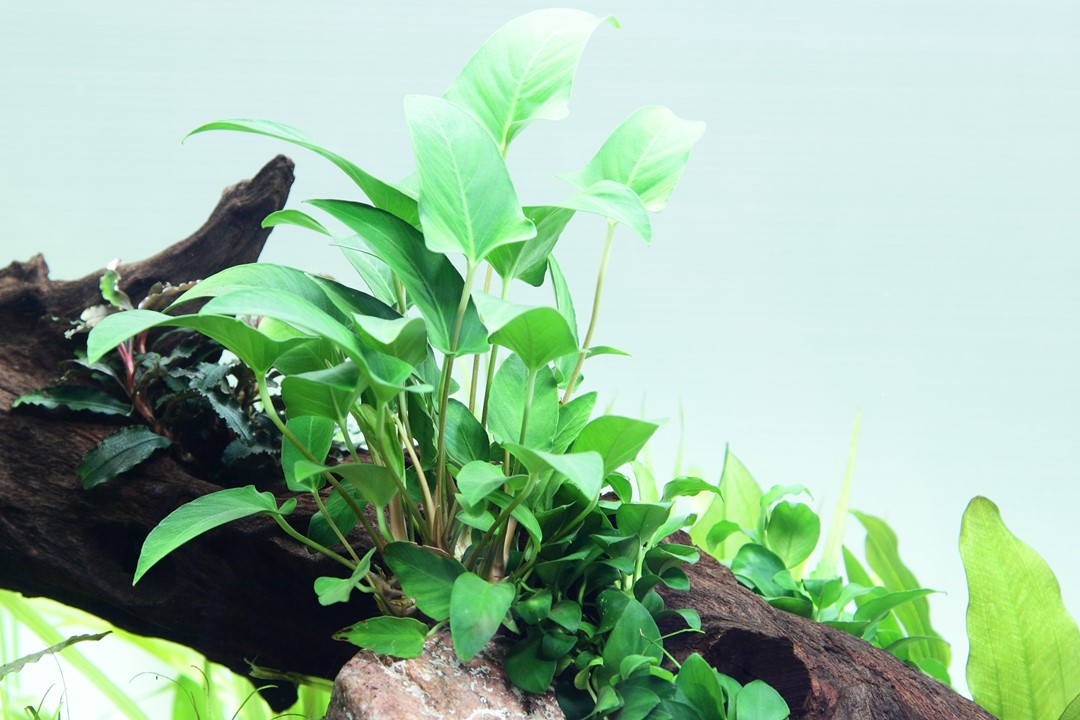 ANUBIAS GRACILIS TROPICA