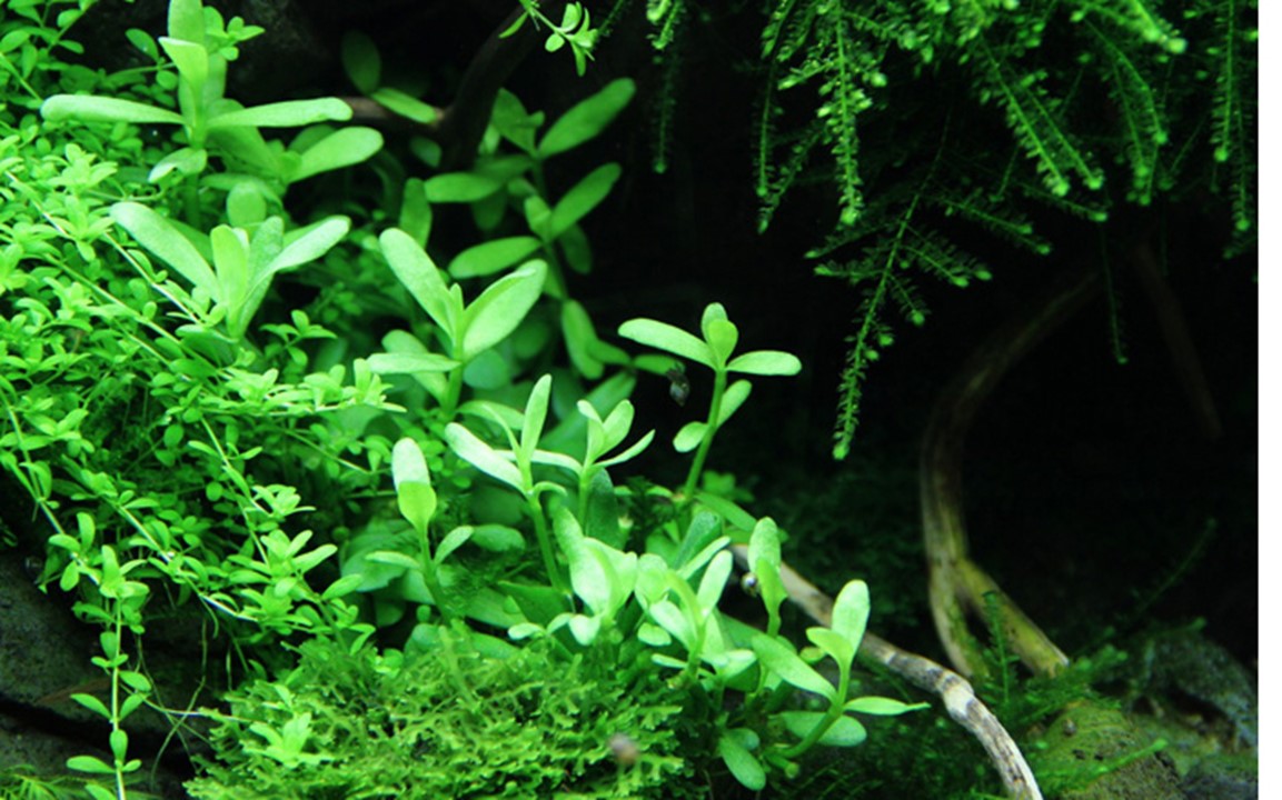 BACOPA MONNIERI Compact