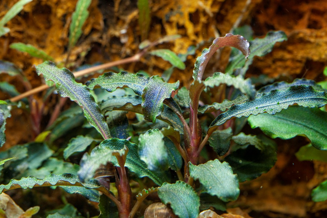 BUCEPHALANDRA KEDAGANG