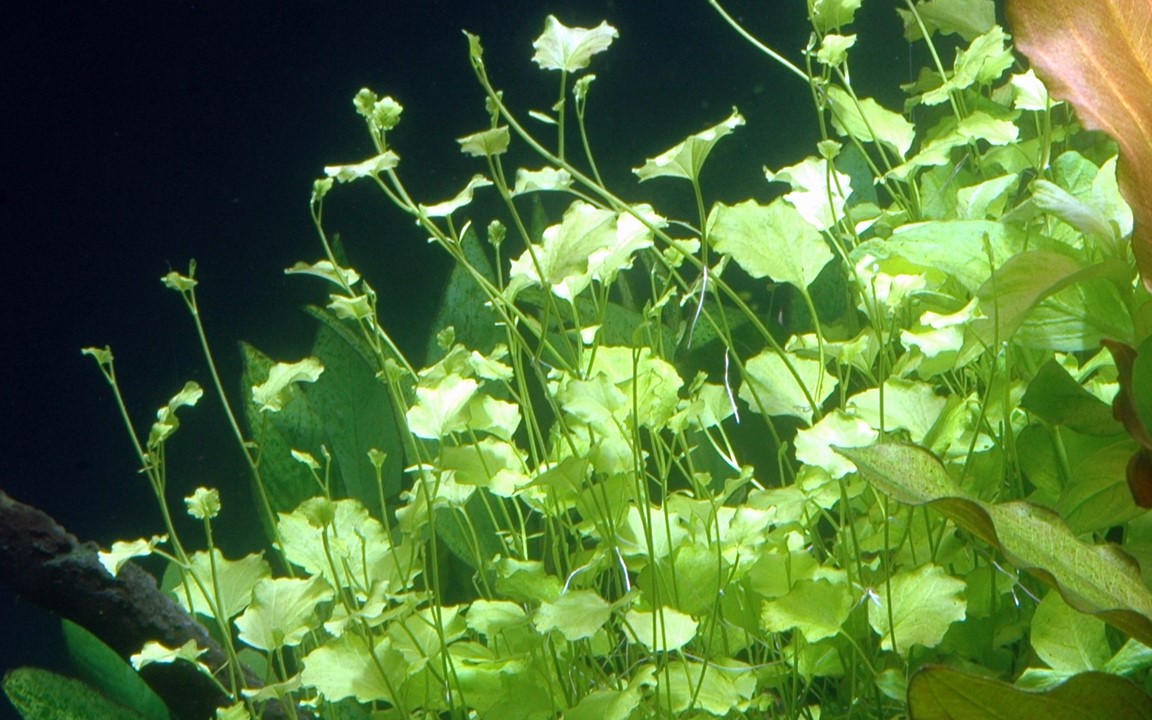 CARDAMINE LYRATA TROPICA