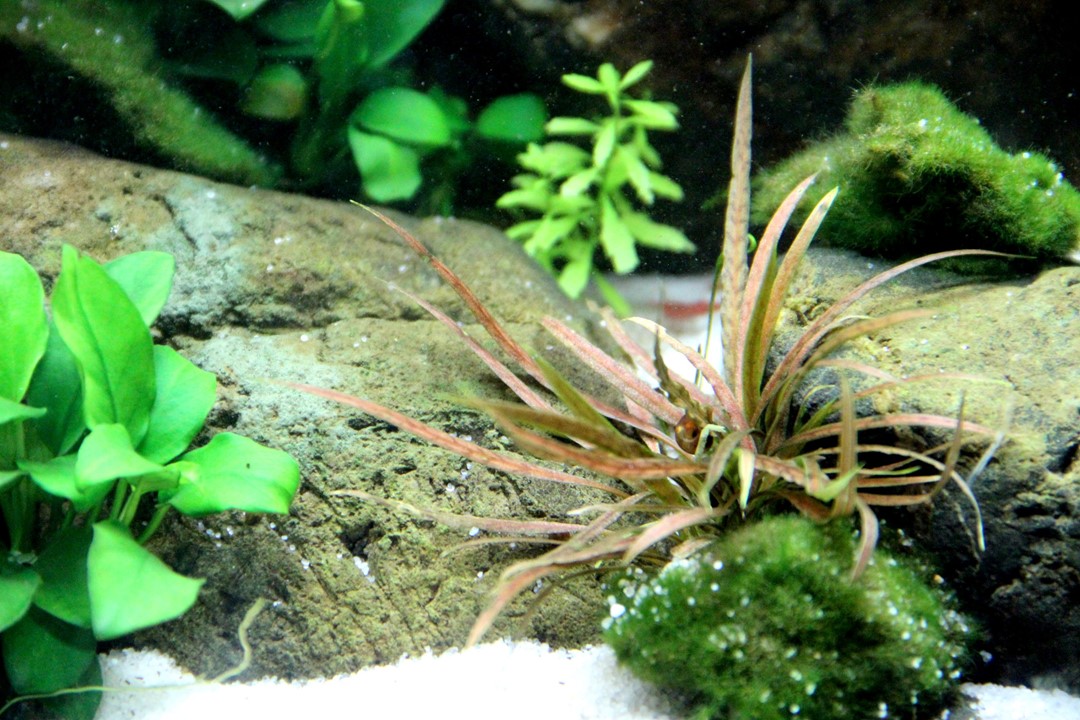 CRYPTOCORYNE ALBIDA BROWN