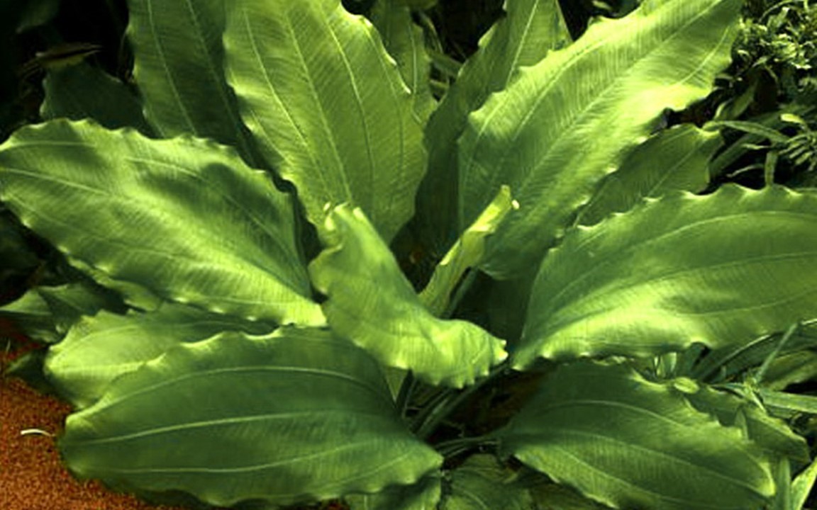 ECHINODORUS AQUARTICA