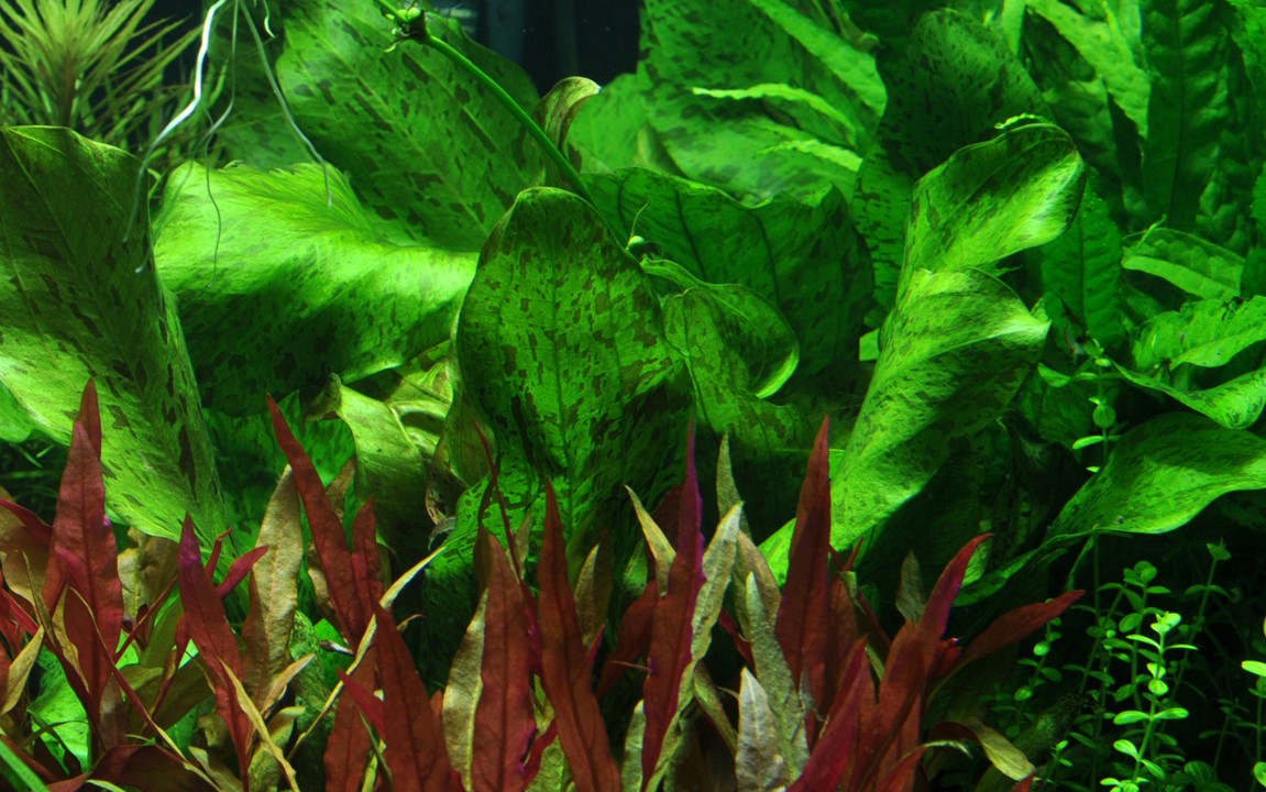 ECHINODORUS OZELOT GREEN