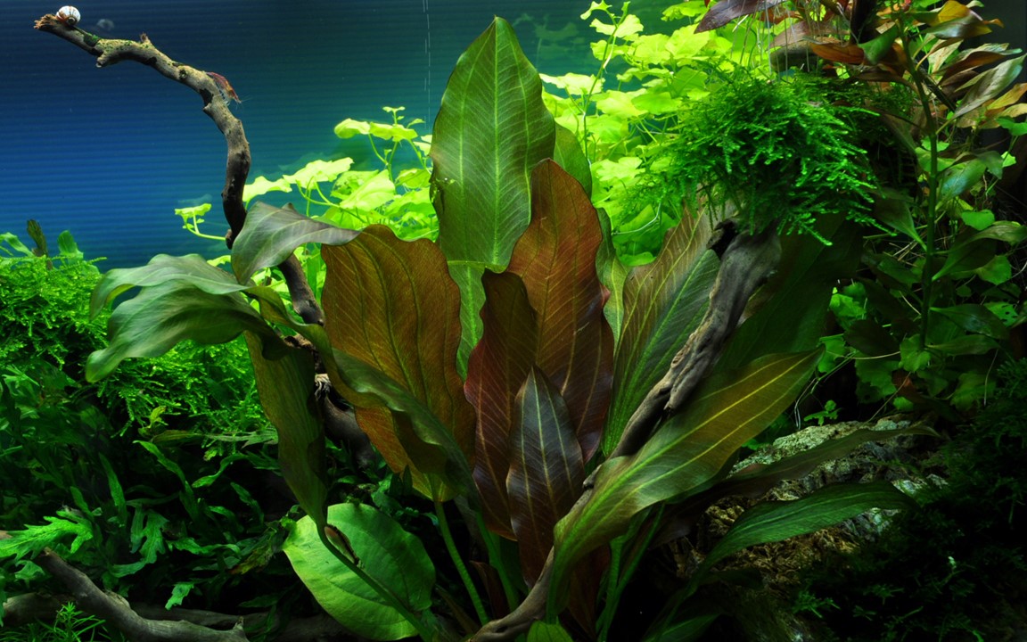 ECHINODORUS RENI