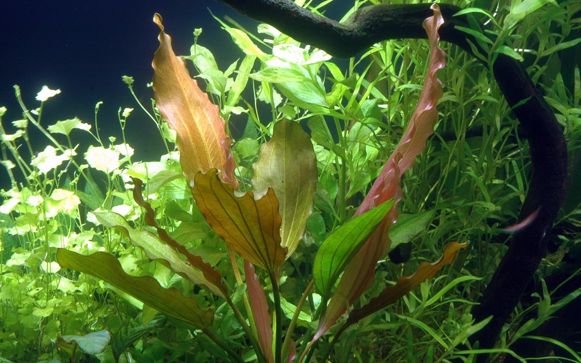 ECHINODORUS ROSE' TROPICA