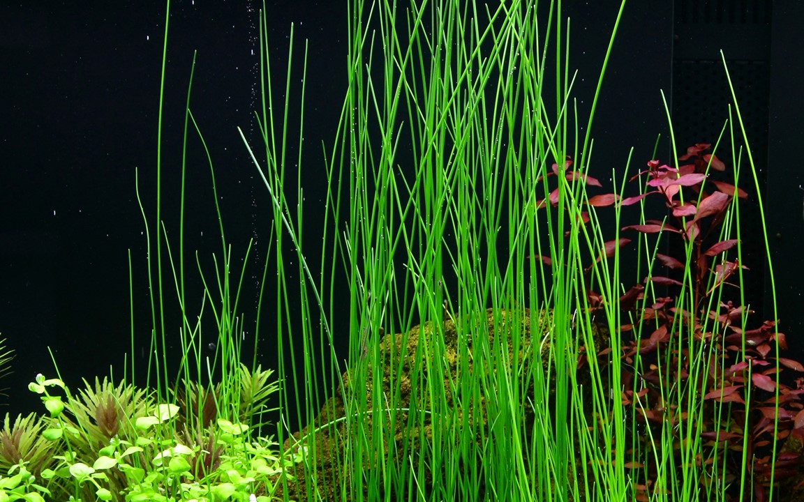 ELEOCHARIS MONTEVIDENSIS TROPICA
