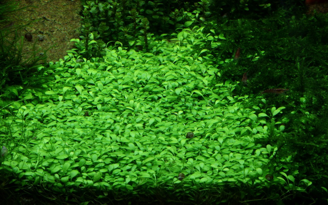 GLOSSOSTIGMA ELATINOIDES TROPICA