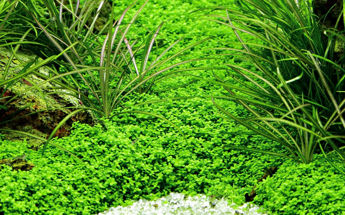 HEMIANTHUS CALLITRICHOIDES CUBA TROPICA