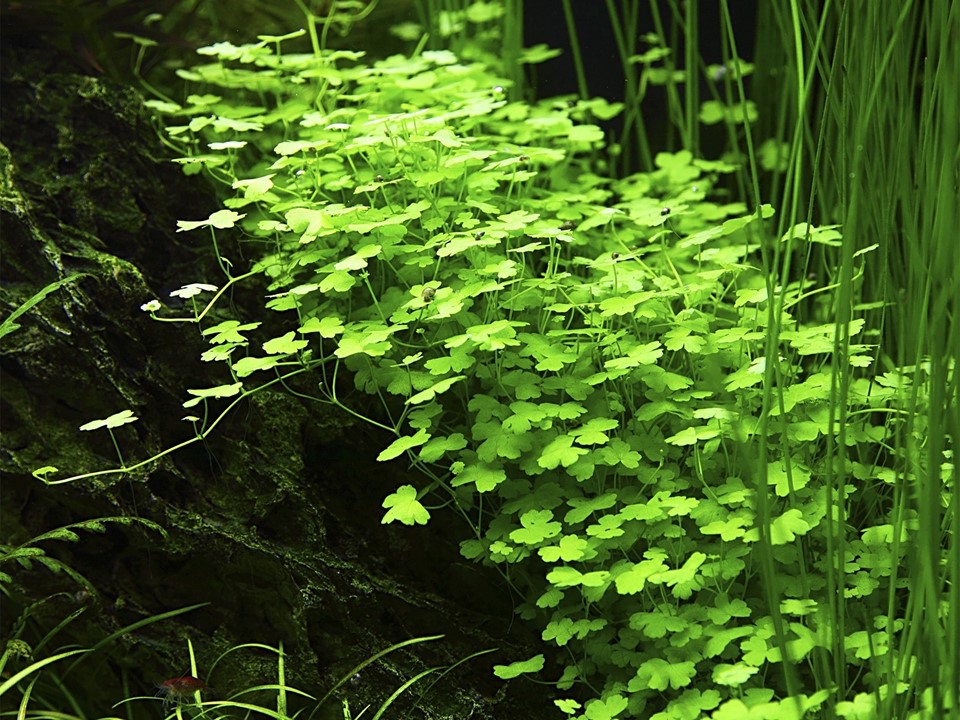 HYDROCOTYLE TRIPARTITA TROPICA