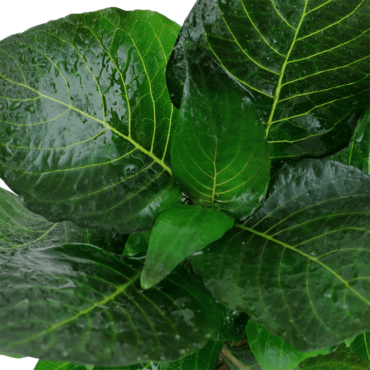 HYGROPHILA CORYMBOSA COMPACT TROPICA