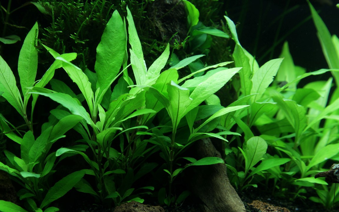 HYGROPHILA CORYMBOSA SIAMENSIS 53B