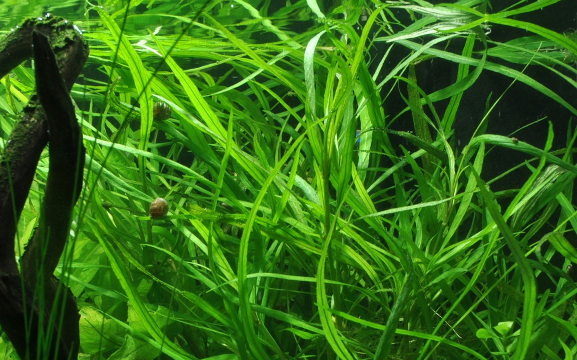 HYGROPHILA COSTATA TROPICA