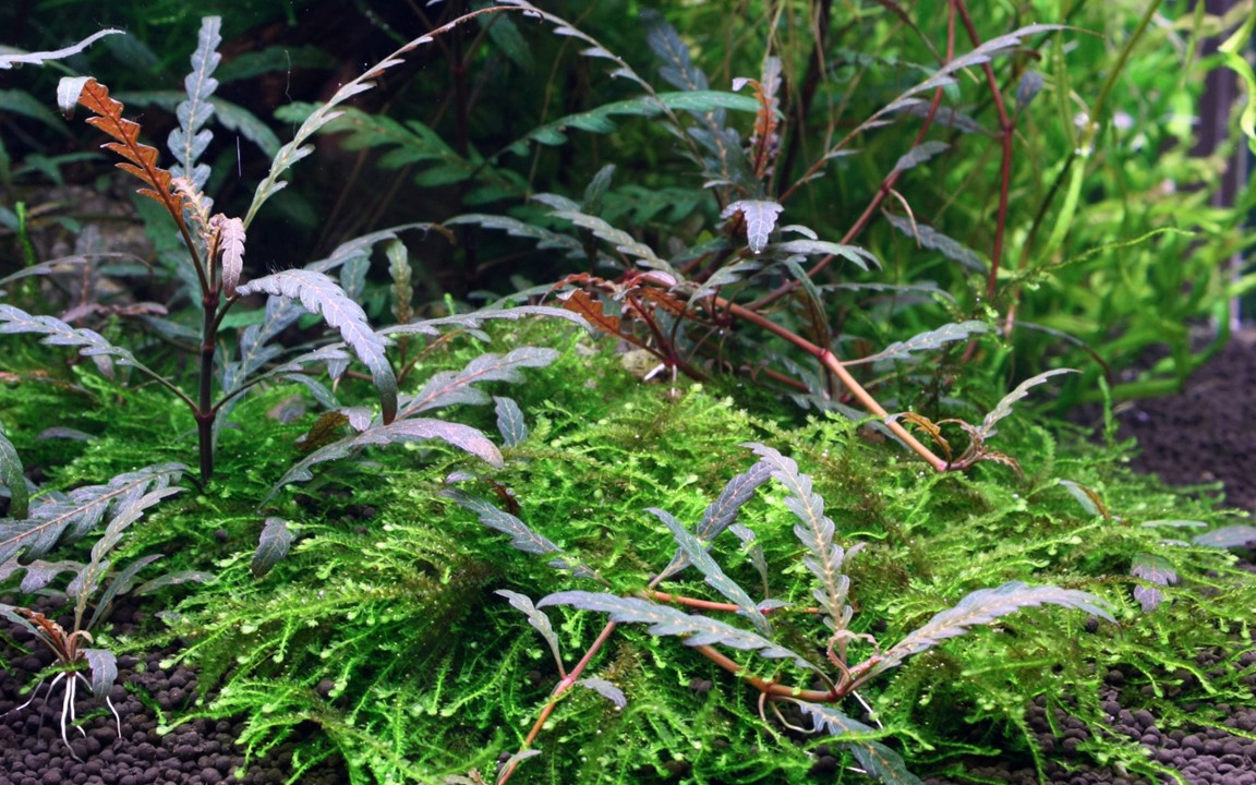 HYGROPHILA PINNATIFIDA