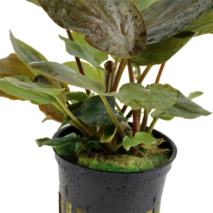 LAGENANDRA MEEBOLDII RED TROPICA