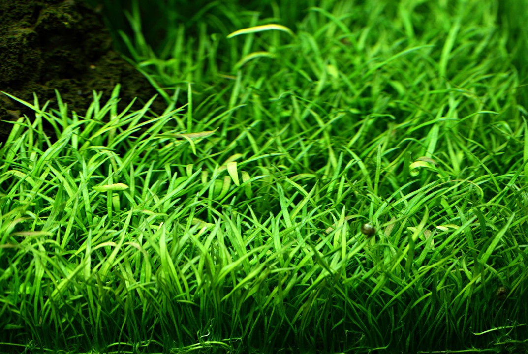 LILAEOPSIS BRASILIENSIS TROPICA
