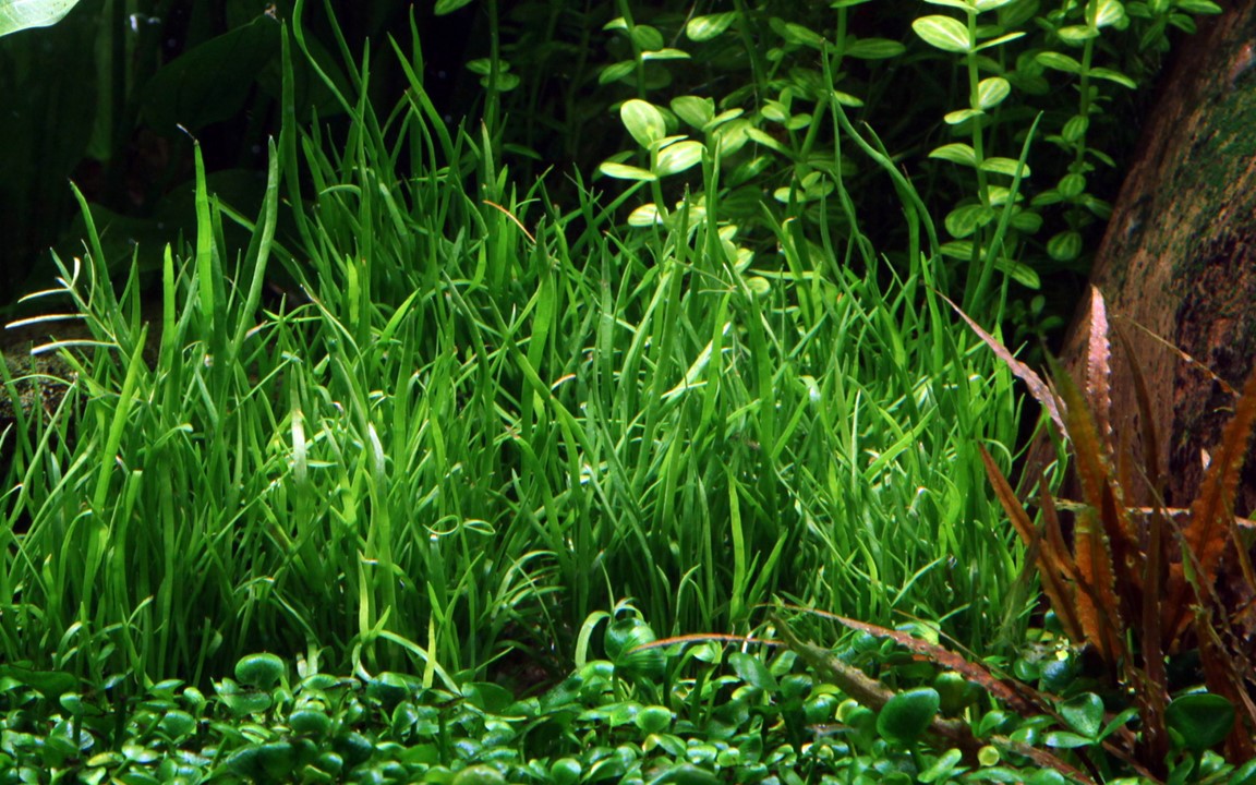 LILAEOPSIS MAURITIANA TROPICA