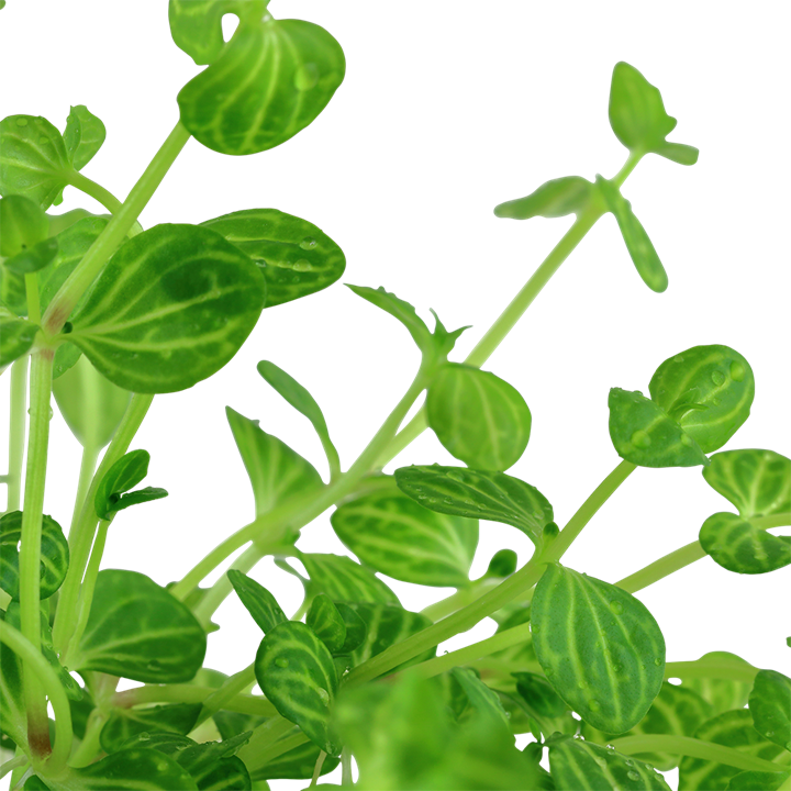 LINDERNIA ROTUNDIFOLIA TROPICA