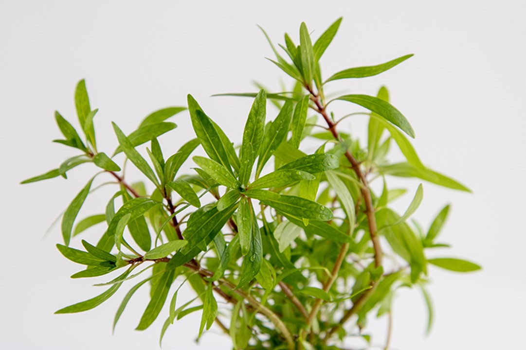 LUDWIGIA INCLINATA CUBA TROPICA