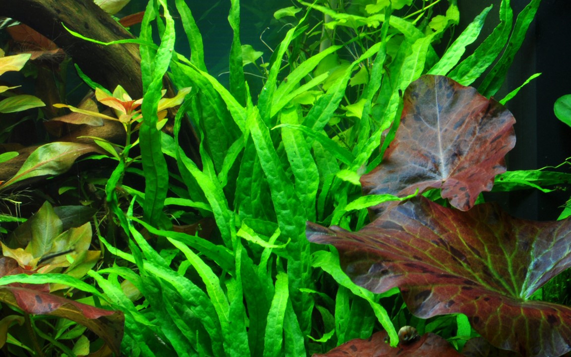 MICROSORUM PTEROPUS NARROW TROPICA